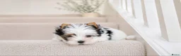 Yorkshire Terrier dogs for sale: 3 Tiny Yorkie Boys – Vaccinated & Ready - Advert 5
