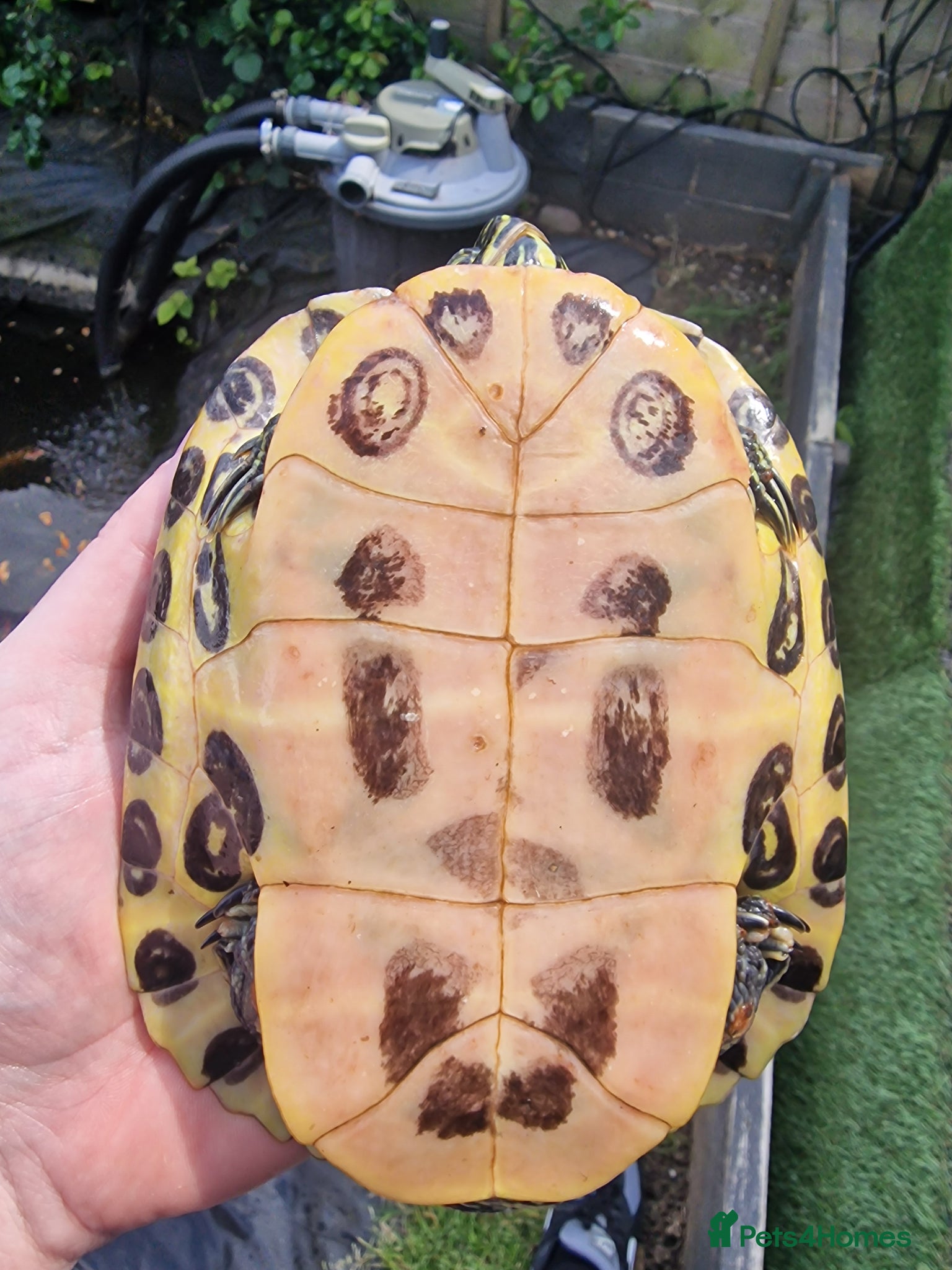 Turtle reptiles for sale: Needs a new home  - Advert 3