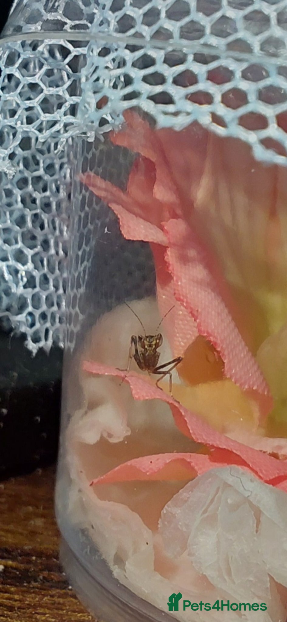 Praying Mantis invertebrates for sale: European Dwarf mantis Nymphs (Ameles sp.) in Newport Pagnell - Advert 5