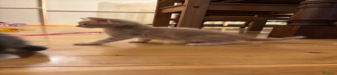 Mixed Breed Kitten 3