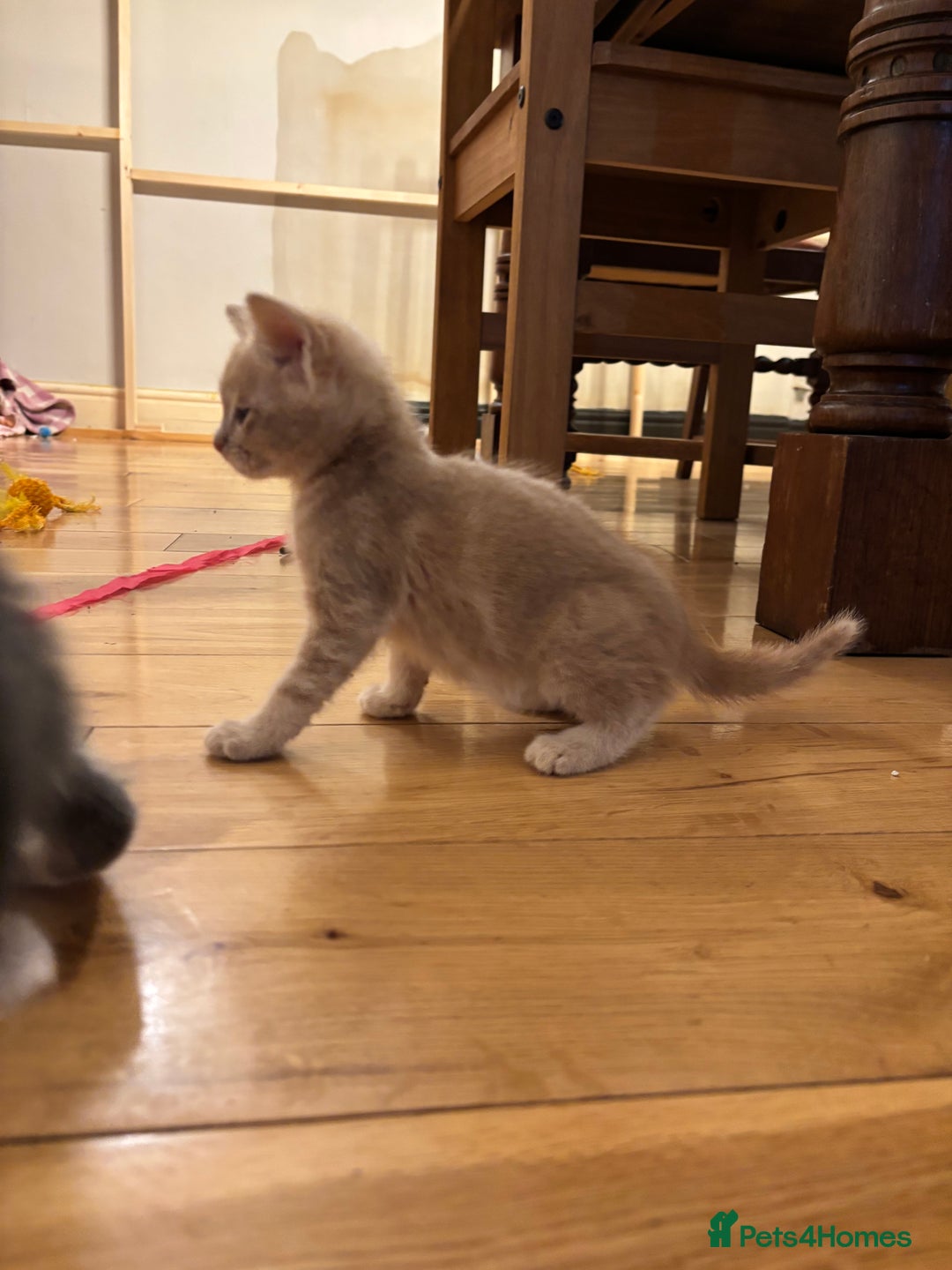 Mixed Breed cats for sale: 5 Mixed Breed Kittens - Image 2