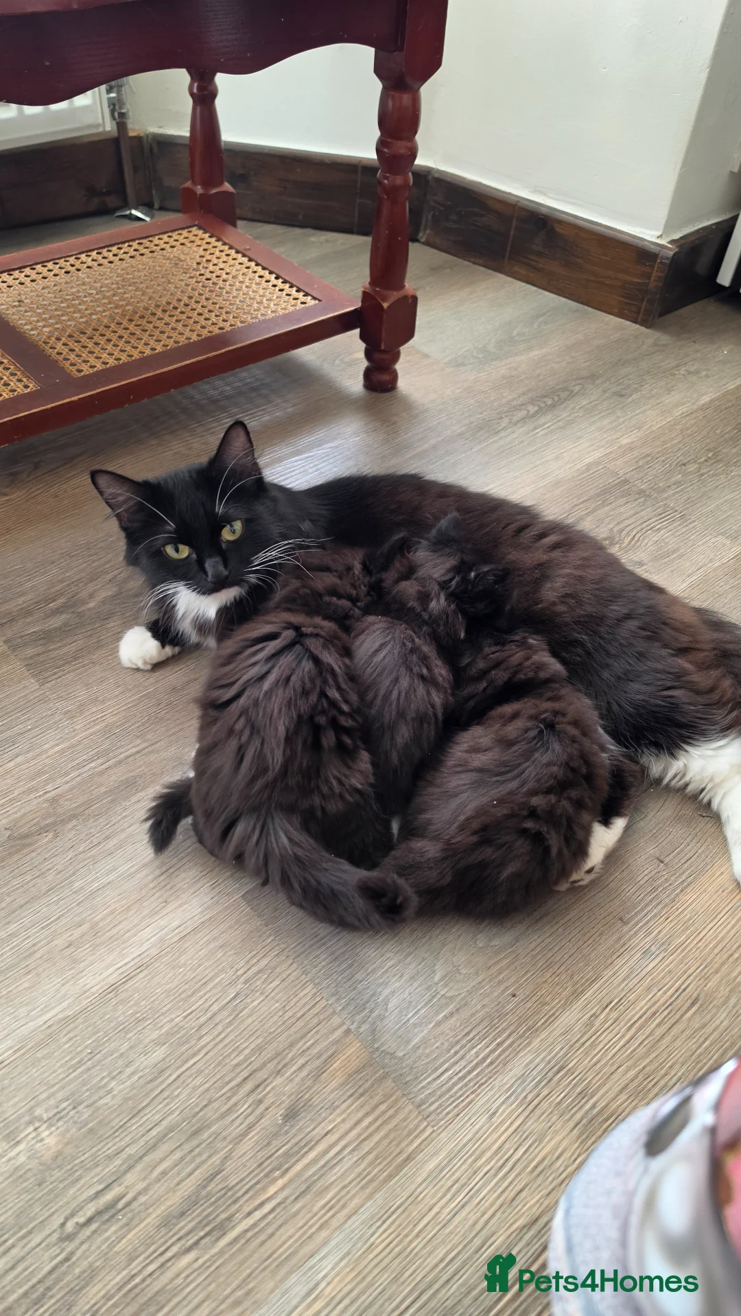 Mixed Breed cats for sale: I am looking for a new family.. - Advert 2