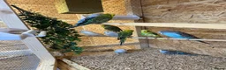 Budgerigars birds for sale: Budgies Ready To Go Now ✅  - Advert 1