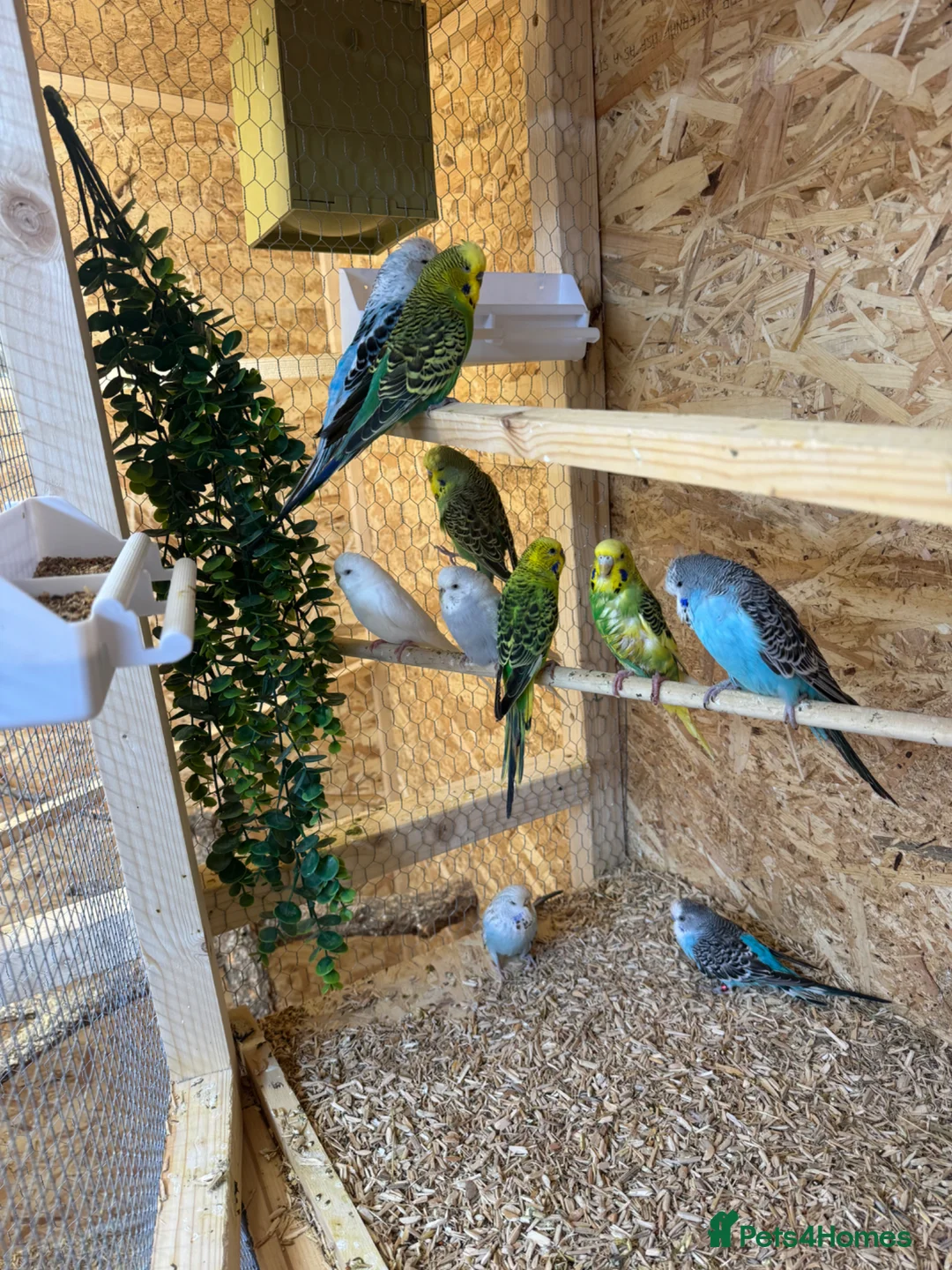 Budgerigars birds for sale: Budgies Ready To Go Now ✅  - Advert 1