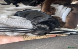Mixed Breed dogs for sale: Beautiful pointer lab puppies!  - Image 10