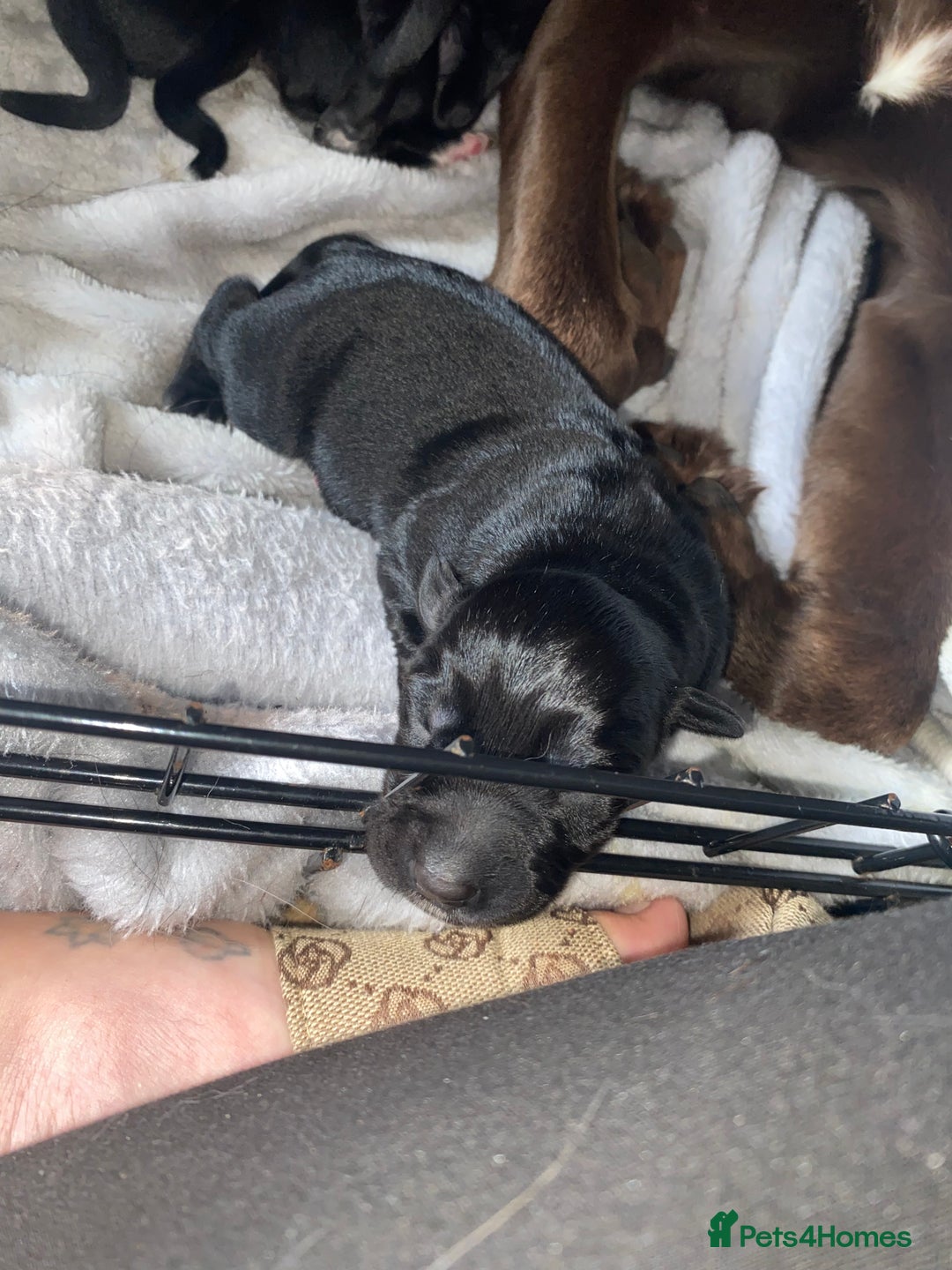 Mixed Breed dogs for sale: Beautiful pointer lab puppies!  - Image 10