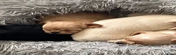 Chihuahua dogs for stud: Tiny and highly successful beautiful boy  - Advert 12