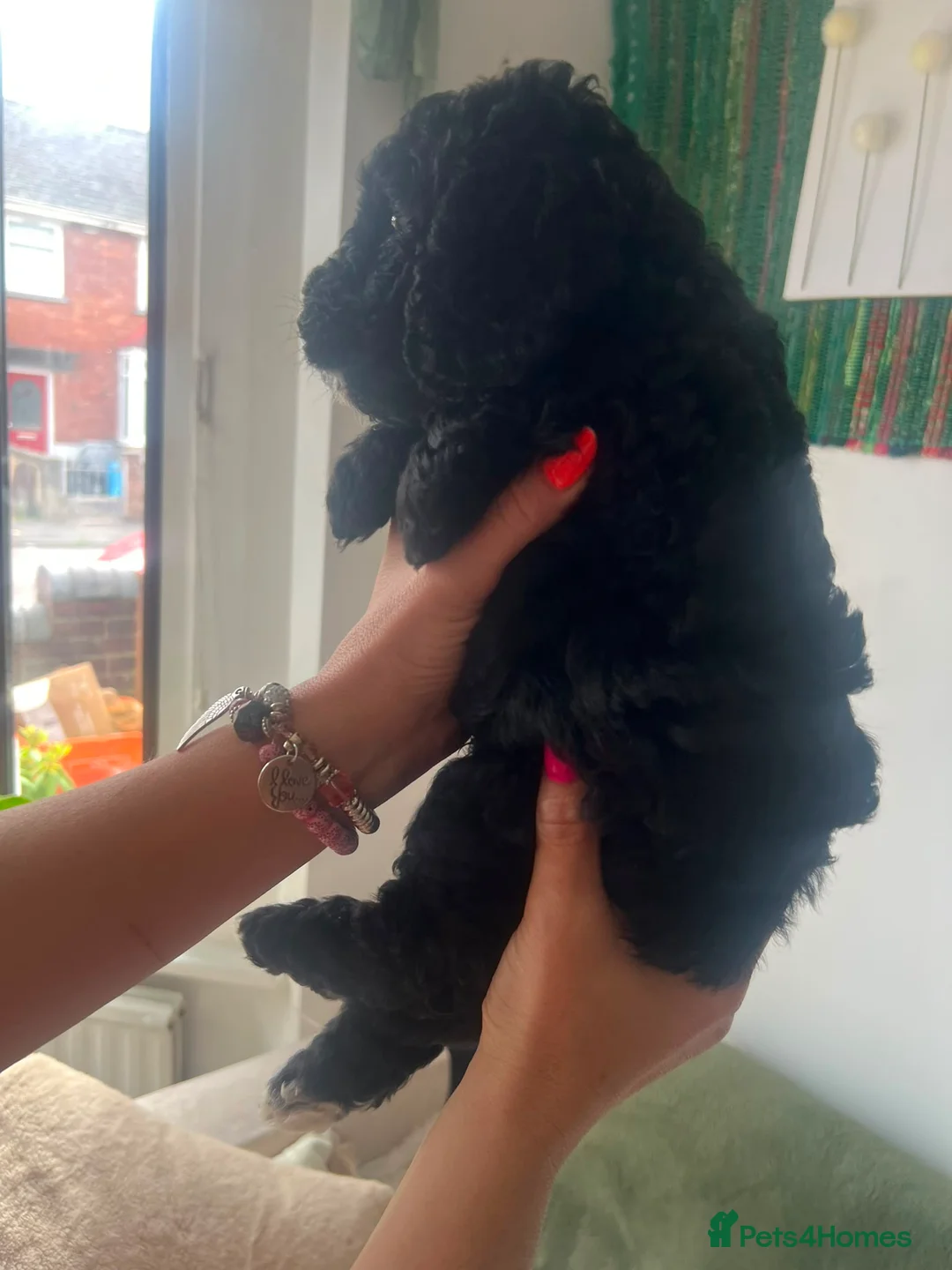 Cockapoo dogs for sale: Real life Teddy Bear F1B male cockapoo miniature - Advert 2