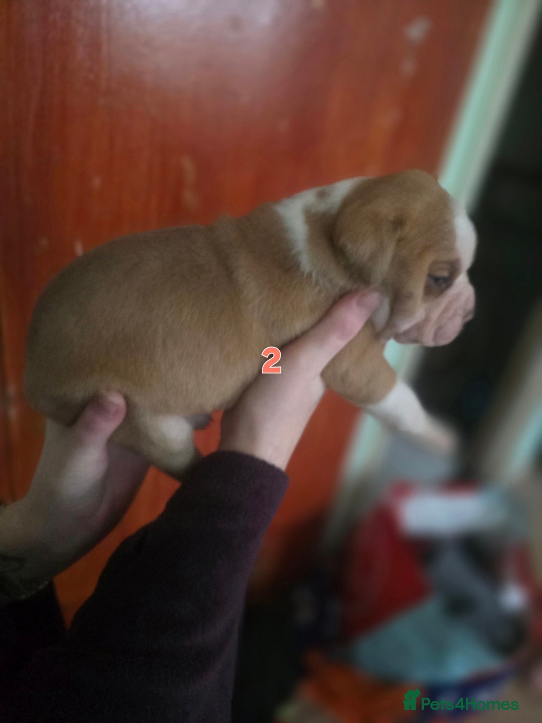 American Bully dogs for sale: Standard American bullys - Advert 6