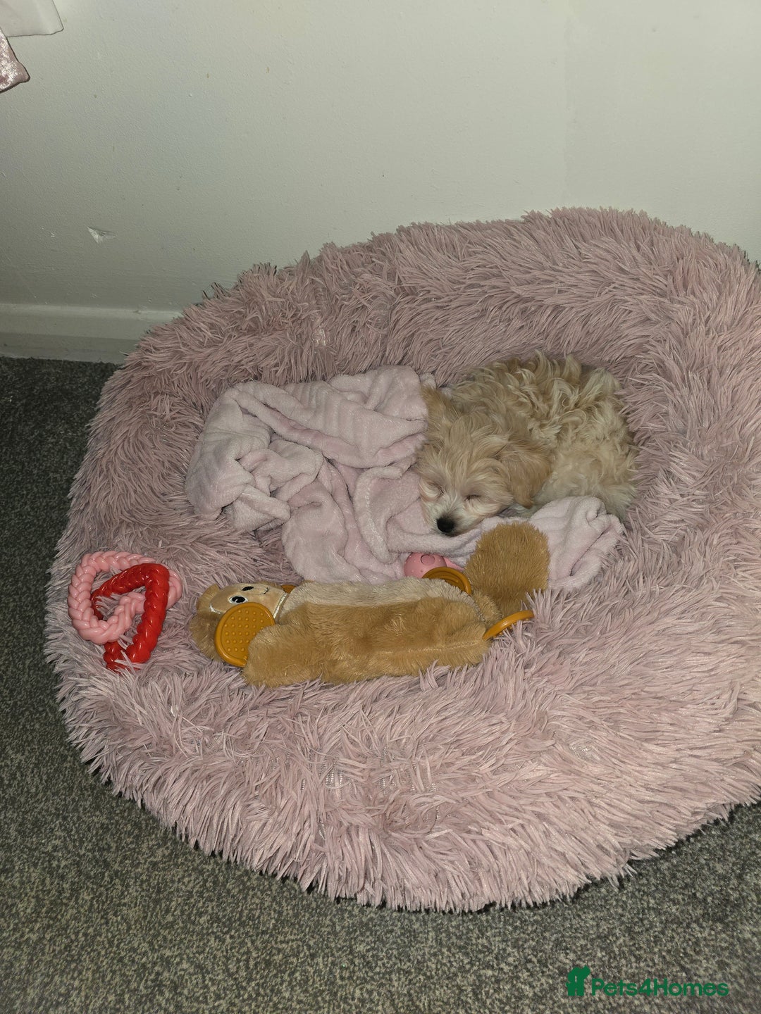 Yorkiepoo dogs for sale: Bella the yorkipoo - Advert 5