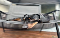 Dachshund dogs for stud: Dachshund for stud  in Heywood - Image 3