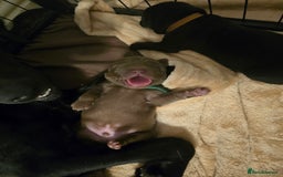 Labrador Retriever dogs for sale: Chunky cute lab pups for sale - Image 24