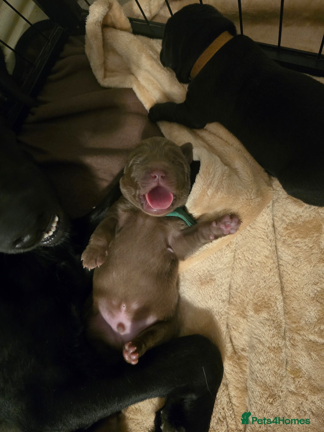 Labrador Retriever dogs for sale: Chunky cute lab pups for sale - Image 24