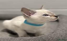 Siamese cats for sale: GCCF Registered Traditional Siamese Kittens.  - Image 16