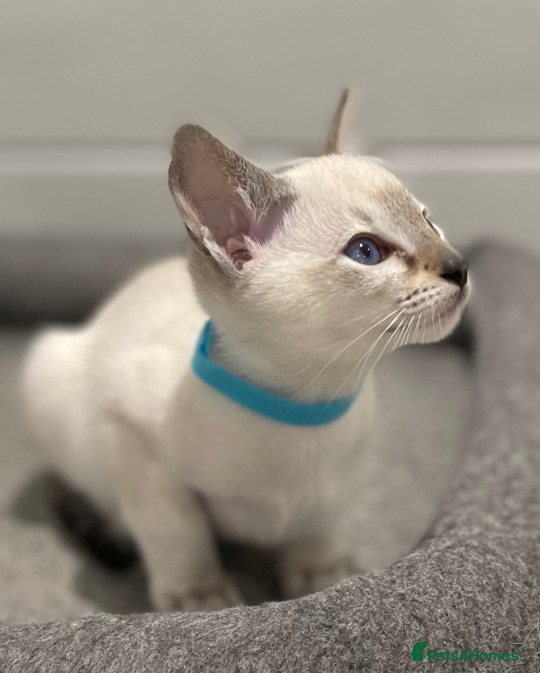 Siamese cats for sale: GCCF Registered Traditional Siamese Kittens.  - Image 16