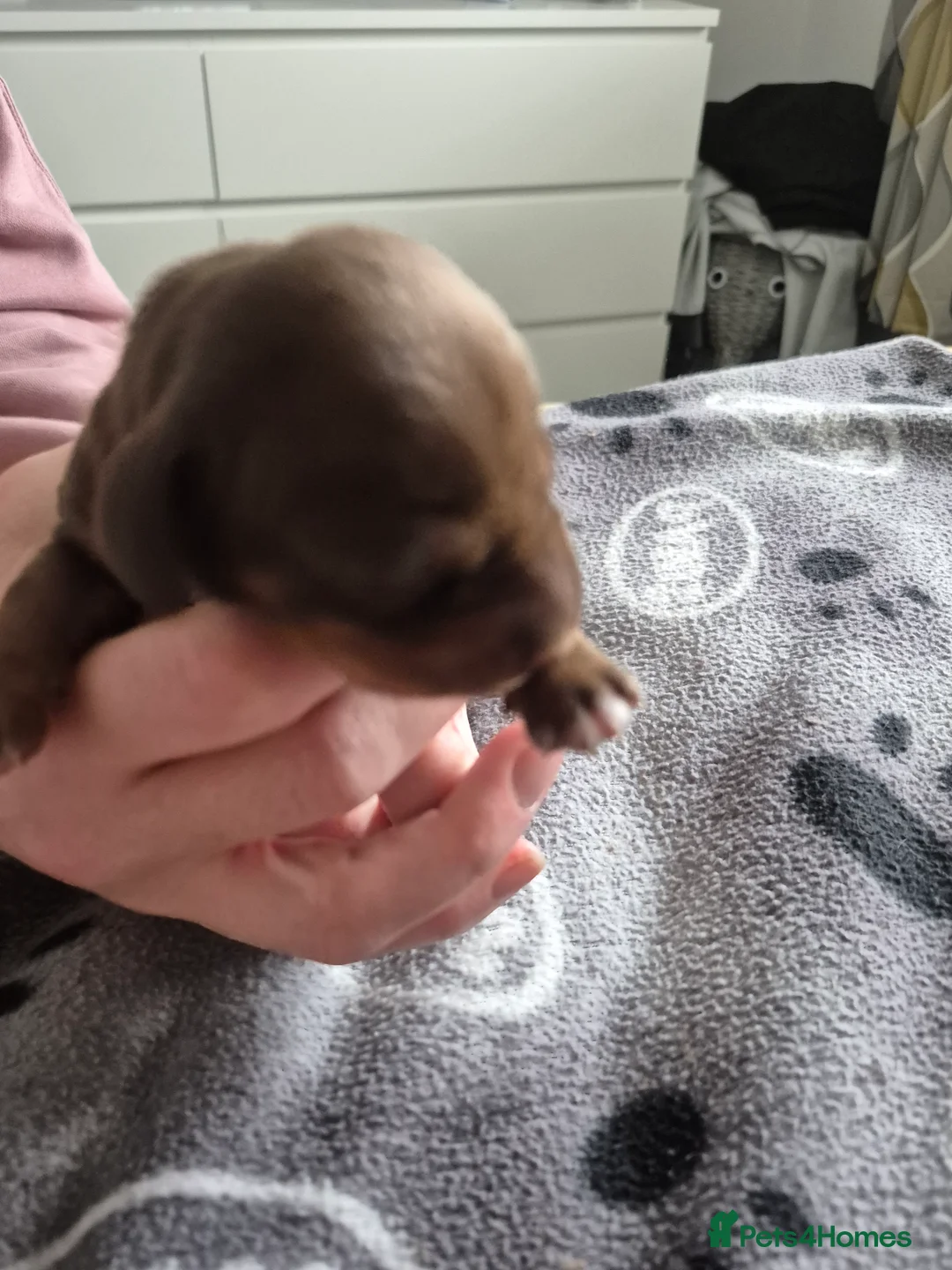 Miniature Dachshund dogs for sale: Miniture dachshund smooth hair puppies  - Advert 6