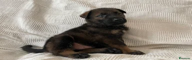 German Shepherd 3