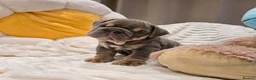 English Bulldog dogs for sale: Premium KC Registered English Bulldog Puppies   - Advert 8