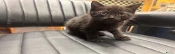 Mixed Breed cats for sale: Black kitten for sale  - Advert 6