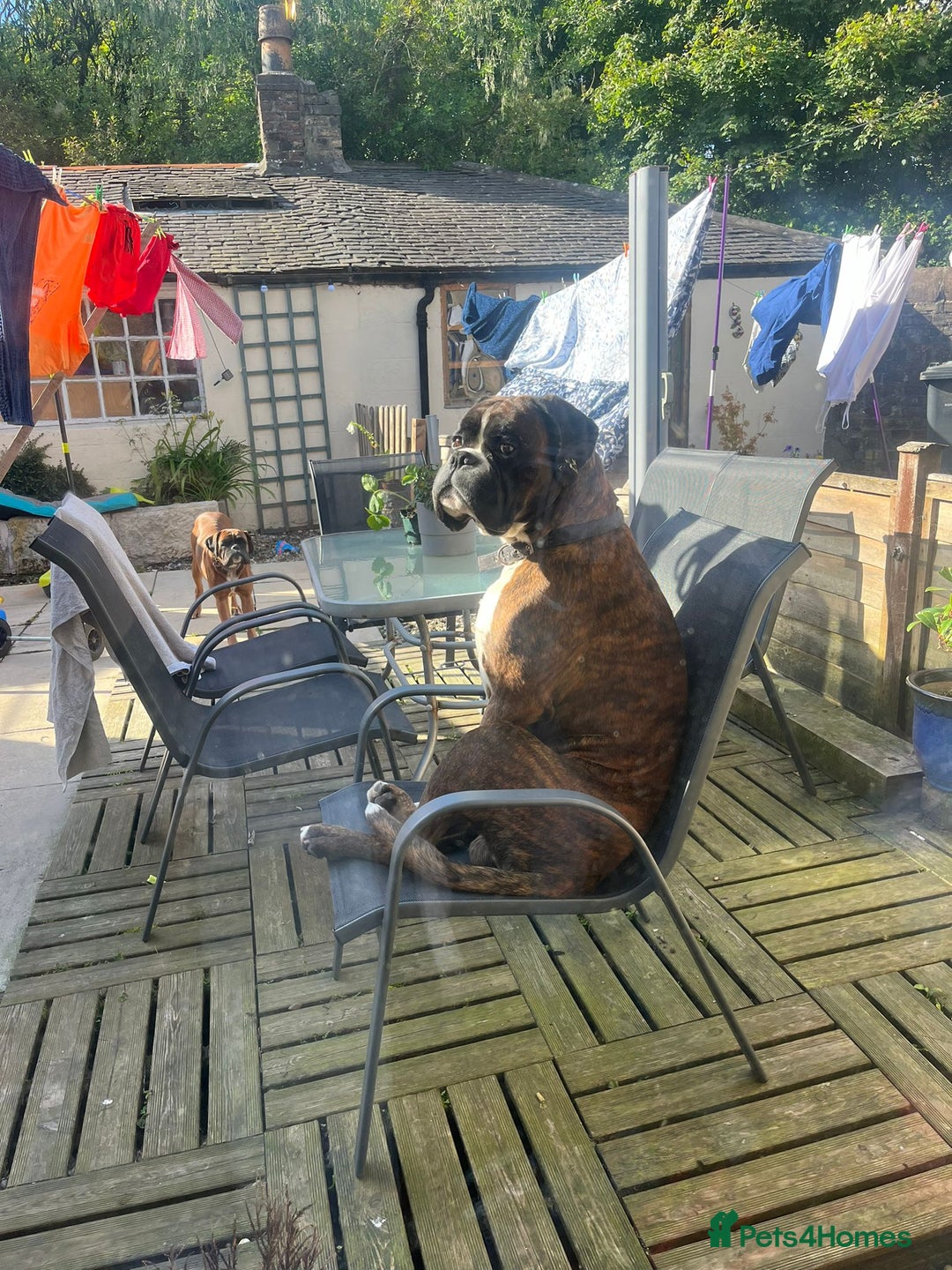 Boxer dogs for sale: Beautiful Pedigree Girls - Advert 9