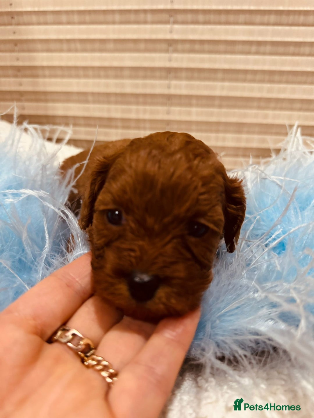 Cavapoo dogs for sale: A wonderful litter of 6 red teddy cavapoos  - Advert 18