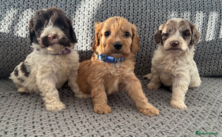 Cockapoo dogs F1 Cockapoo puppies  - Advert 4