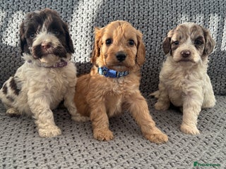 Cockapoo dogs F1 Cockapoo puppies - Advert 10