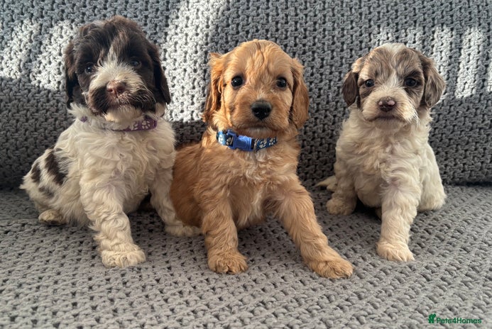 Cockapoo dogs F1 Cockapoo puppies - Advert 1