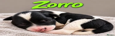 Zorro