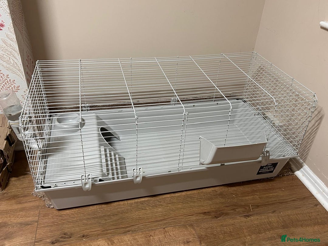 Lionhead rabbits for sale: Lovely brothers looking for new home - Advert 5