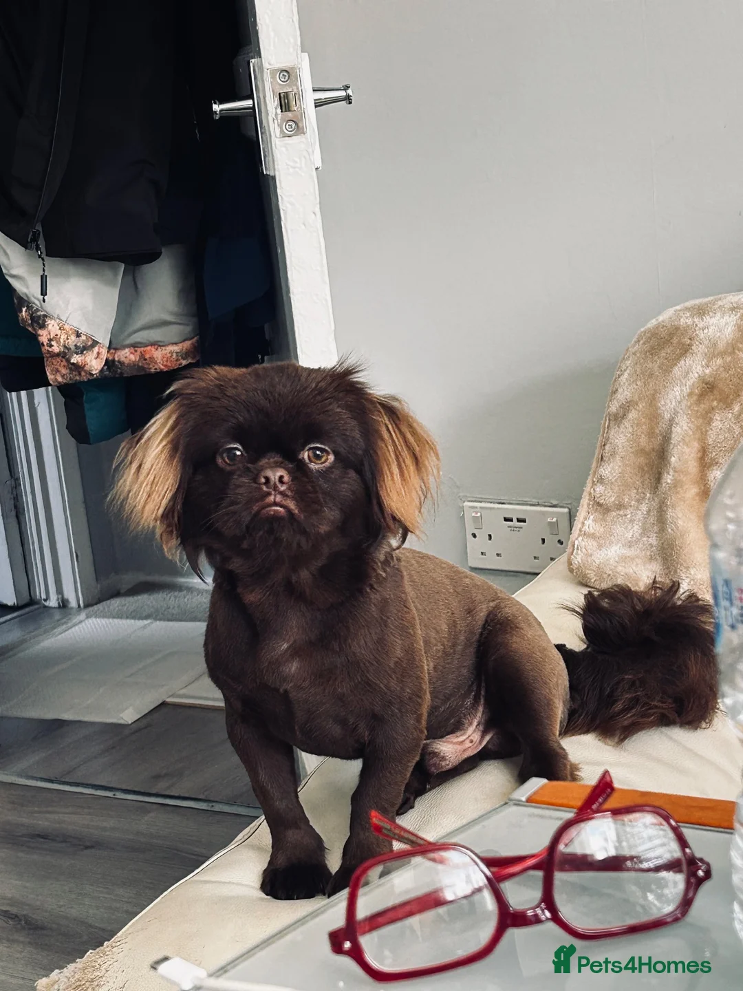 Shih Tzu dogs for stud: 🐾 BROWNIE — PREMIUM STUD SERVICE 🐾 - Advert 2