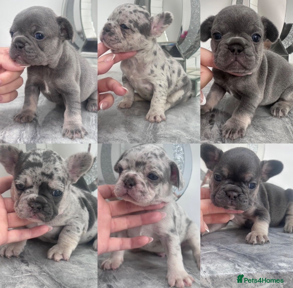 French Bulldog dogs Quality French Bulldog Puppies  - Advert 2