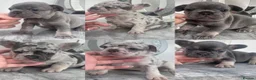 French Bulldog dogs for sale: Quality French Bulldog Puppies  in Sunderland - Advert 1