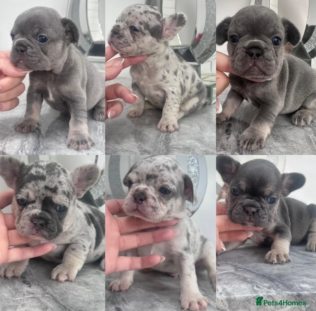 French Bulldog dogs for sale: Quality French Bulldog Puppies  in Sunderland - Advert 1