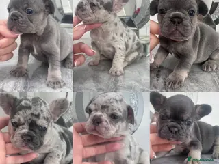 French Bulldog dogs Quality French Bulldog Puppies - Advert 7
