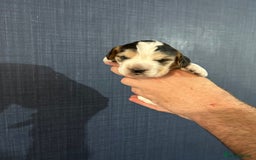 Cocker Spaniel dogs for sale: Gorgeous shoe type cocker spaniel  - Image 4