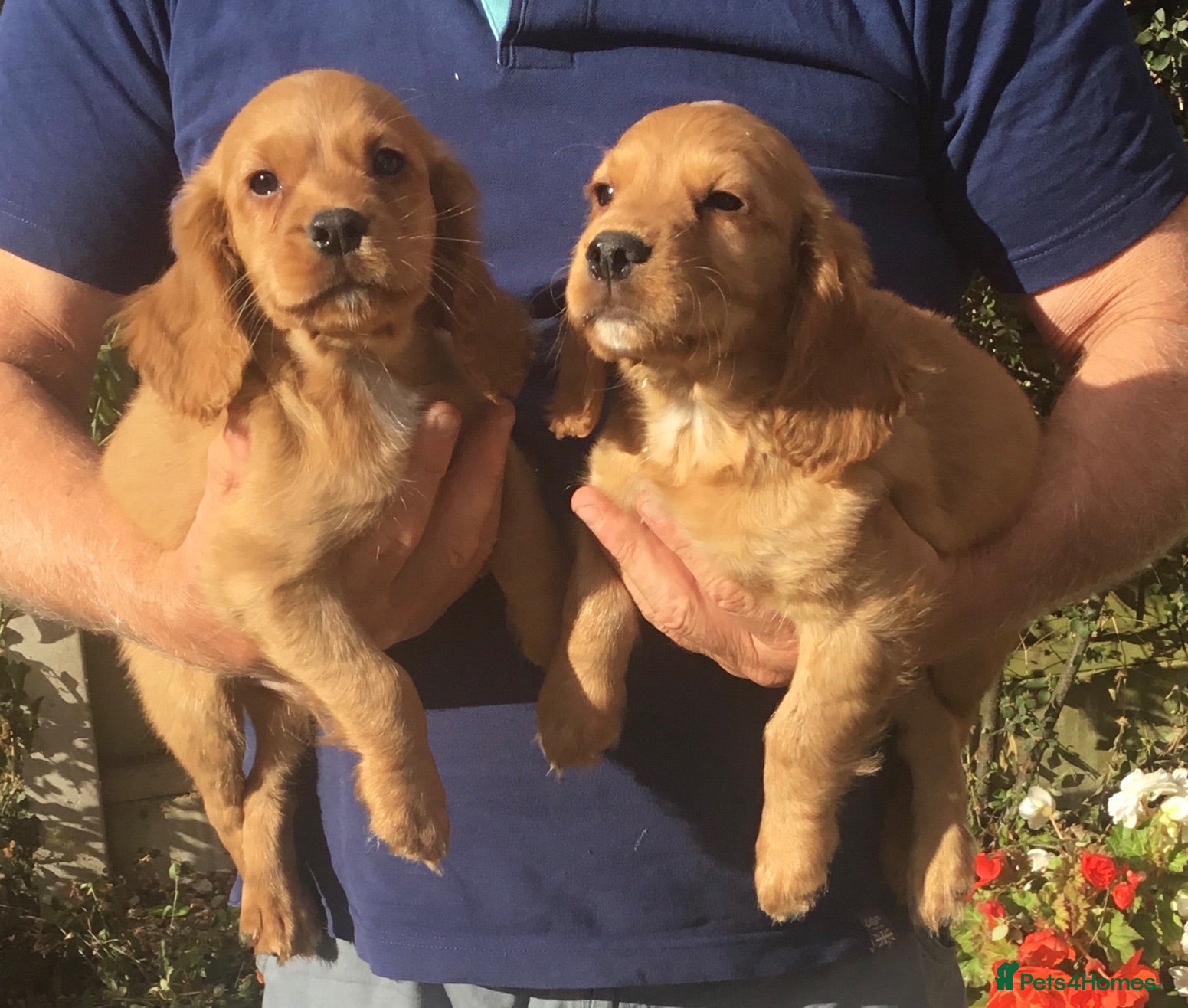 Cocker Spaniel dogs Working type cocker puppies  - Advert 1