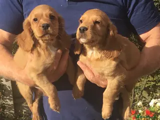 Cocker Spaniel dogs Working type cocker puppies - Advert 1