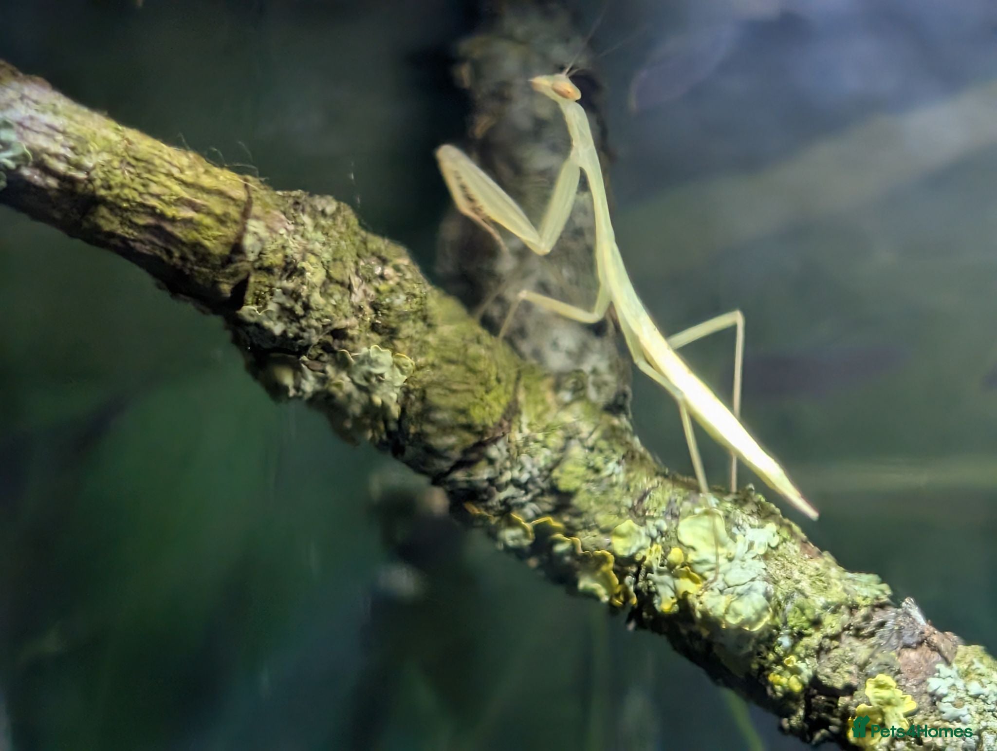 Praying Mantis invertebrates Egyptian pygmy mantis  - Advert 1