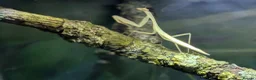 Praying Mantis invertebrates for sale: Egyptian pygmy mantis  - Advert 1