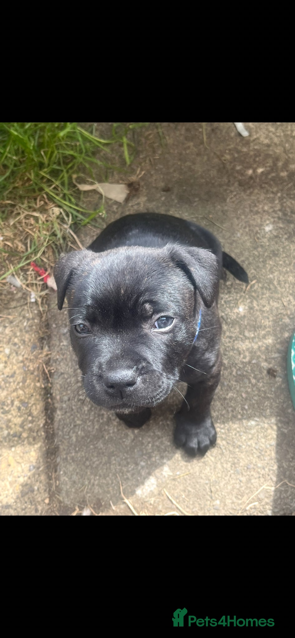 Staffordshire Bull Terrier dogs 1 fully DNA tested KC staff puppy male  - Advert 1