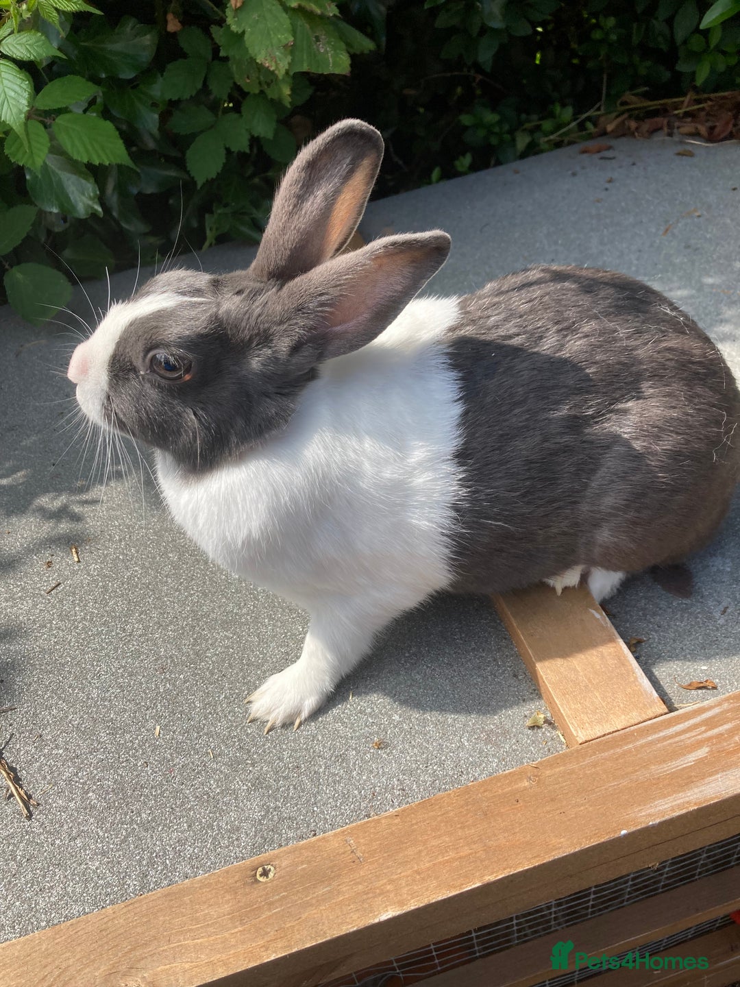 Netherland Dwarf rabbits for sale: Dutch and dwarf rabbits  - Image 3