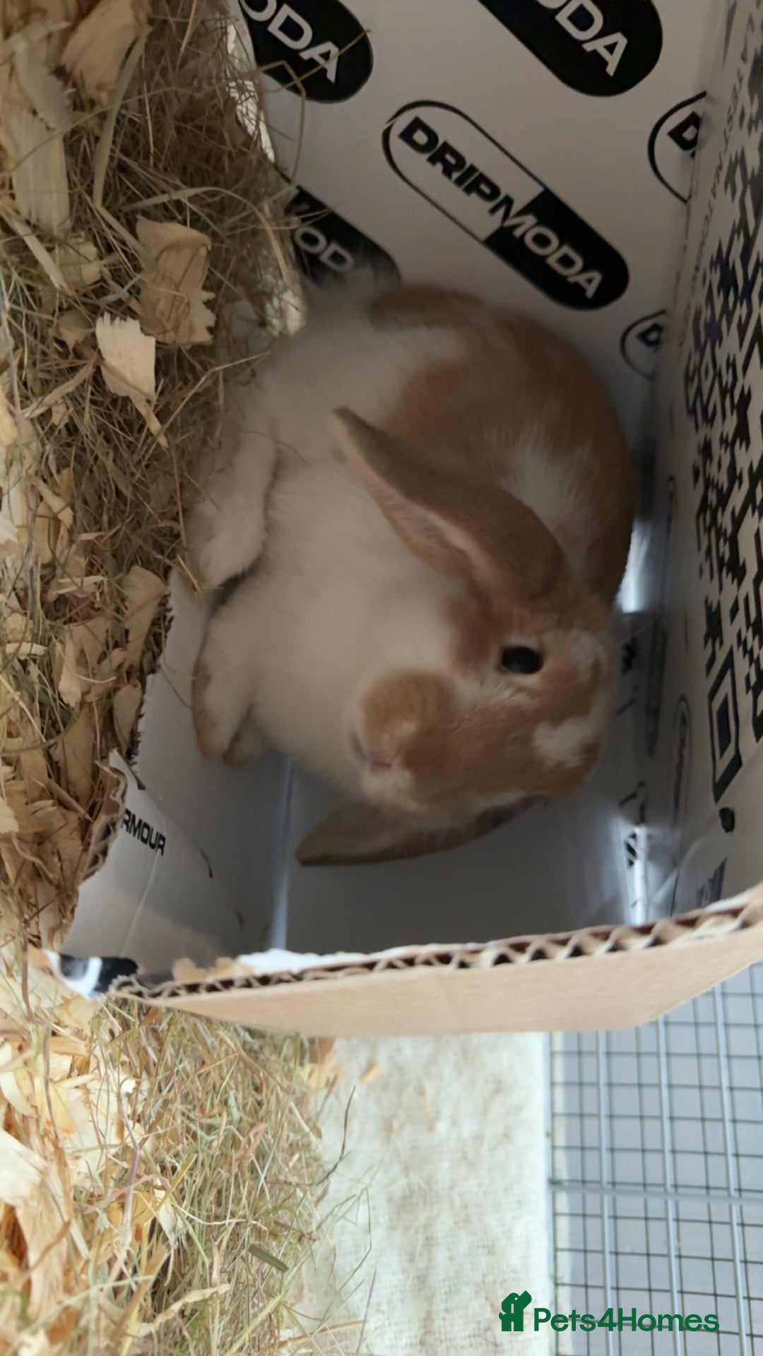 Mini Lop rabbits for sale: £95 ono, need gone ASAP!! mini lo - Image 2