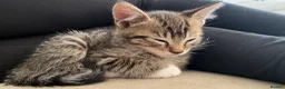 Russian Blue cats for sale: one gorgeous grey kitten for sale  - Advert 3