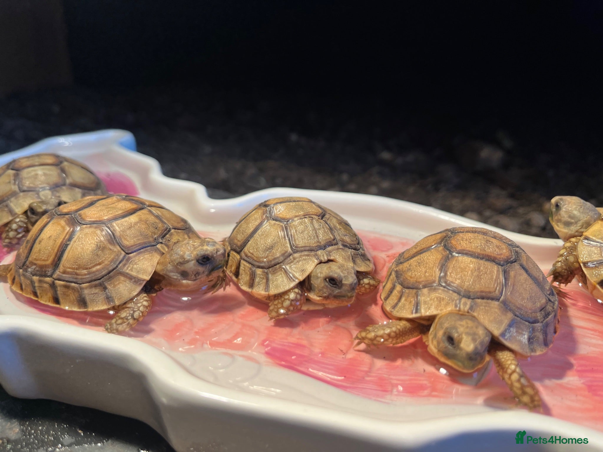 Tortoise reptiles BABY GREEK TORTOISE August 2026   - Advert 1