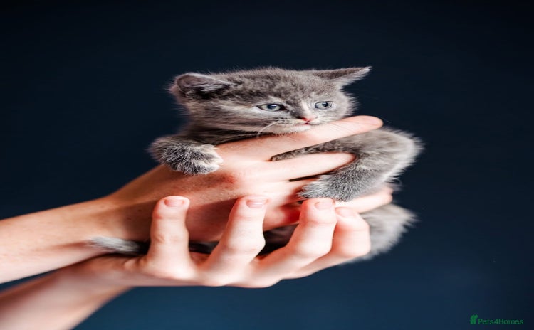 Mixed Breed cats - Advert 3