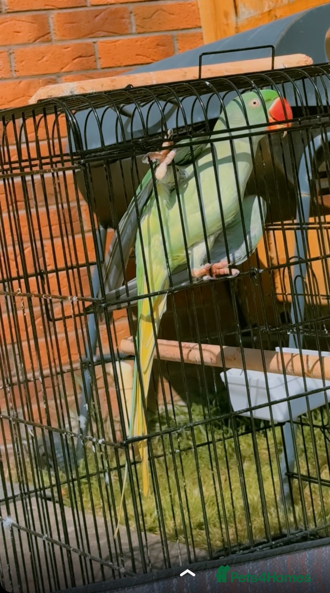 Parrots birds for sale: Alexandria parrot - Image 2