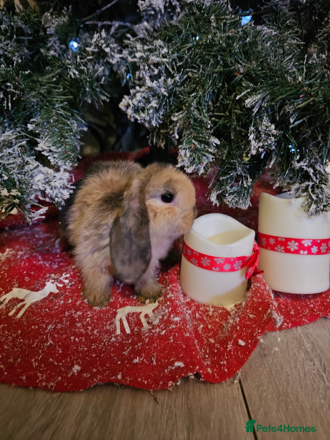 Mini Lop rabbits for sale: Mini lops - Advert 1