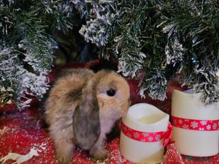 Mini Lop rabbits Mini lops - Advert 3