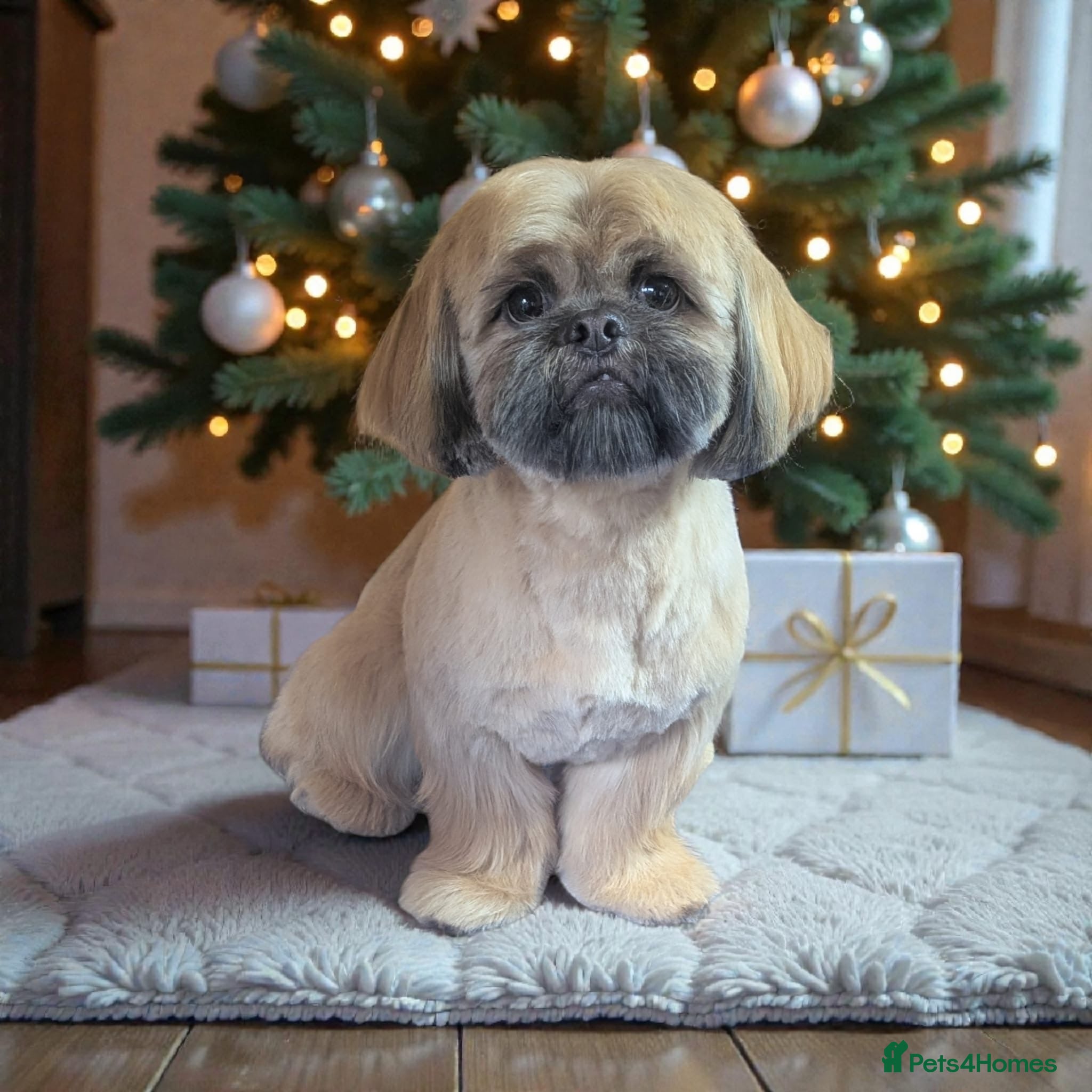 Shih Tzu dogs Rocco - Advert 4